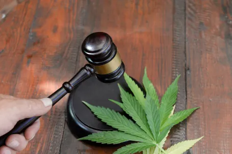 judicial gavel in judge's hand near marijuana leaves cultivation of medical narcotic plant.